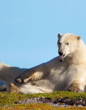 Polar bear in Canada's arctic wilds.