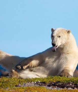 Walking with polar bears