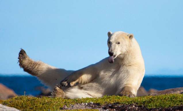 Polar bear in Canada's arctic wilds.