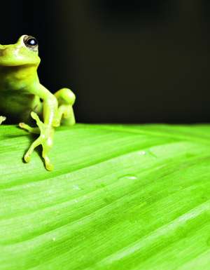The Awe Of The Amazon