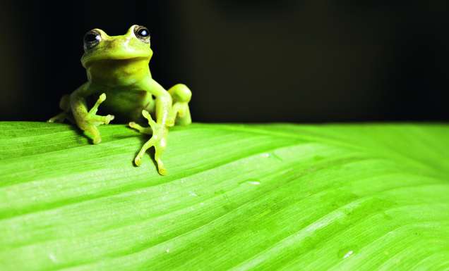 The Awe Of The Amazon