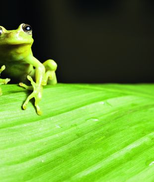 The Awe Of The Amazon