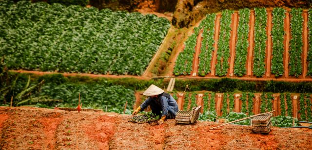 A traditional farmer working in the crops outside Dalat