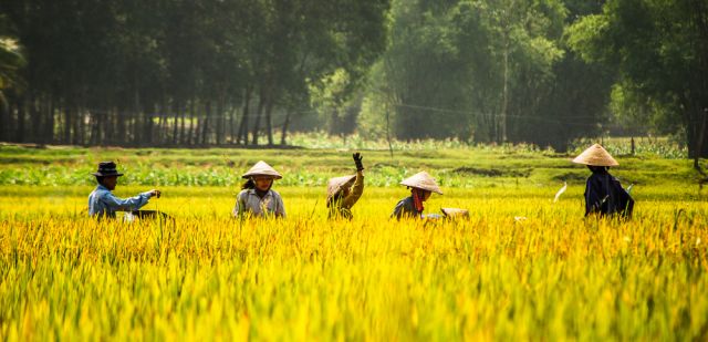 Rice farmers working in the field