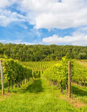 Canadian winery