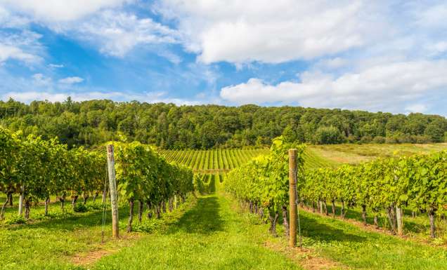 Canadian winery