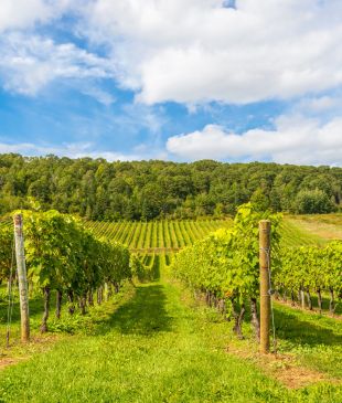 The best wineries in Canada