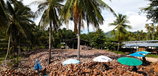 Coconut anyone?: Koh Phangan, Thailand