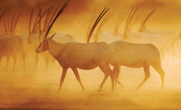 The majestic Arabian Oryx on Sir Bani Yas Island.