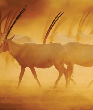 Abu Dhabi’s desert island Noah’s Ark