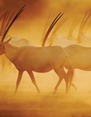 The majestic Arabian Oryx on Sir Bani Yas Island.