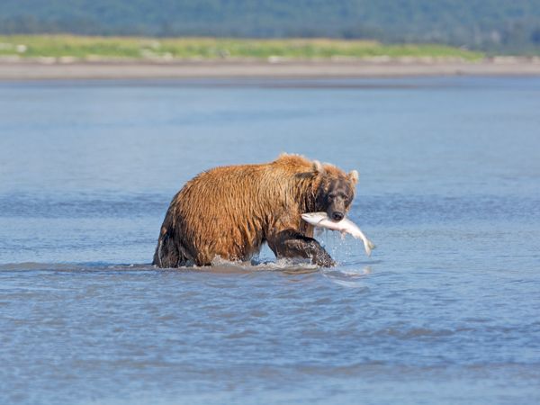 Alaskan grizzly bear hallo bay
