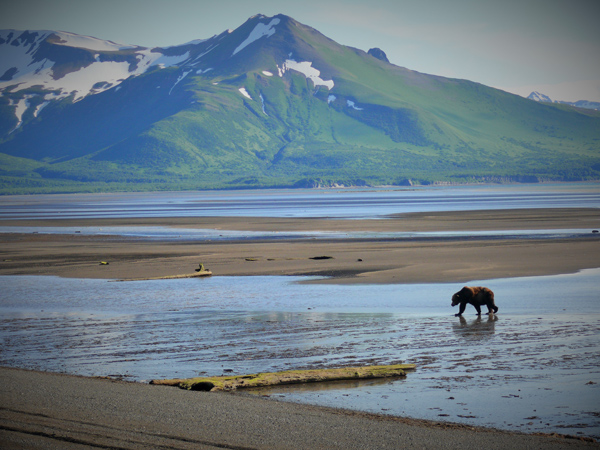 Hallo Bay Grizzly bear