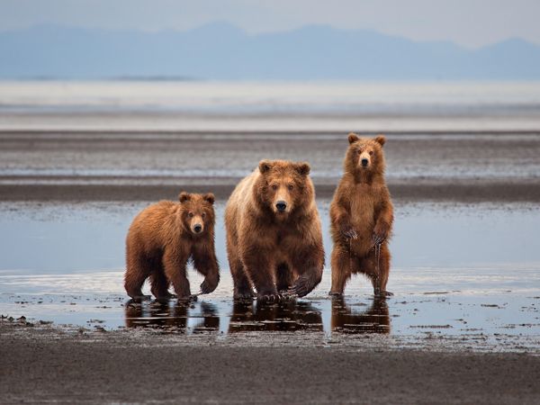 Alaskan grizzly bear