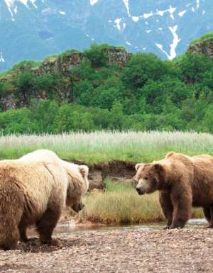 Alaskan Grizzly Bears