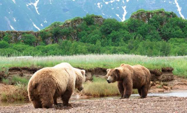 Alaskan Grizzly Bears