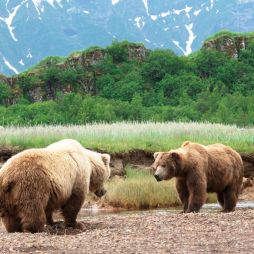 Alaskan Grizzly Bears