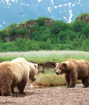 Alaskan grizzly bear encounters in the wilderness