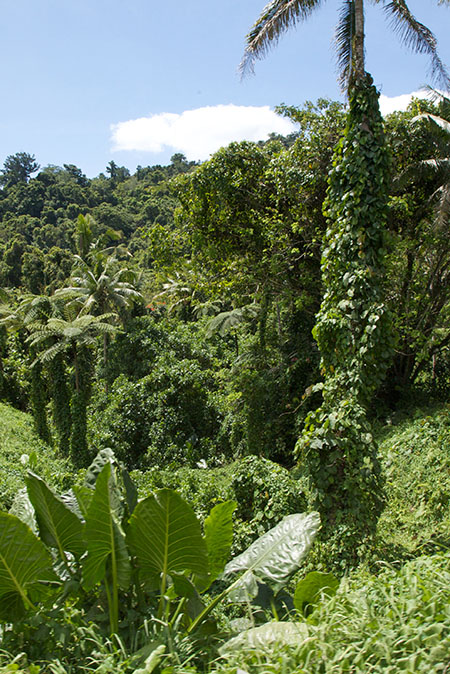 Explore Vanua Levu's tropical jungle interior. 