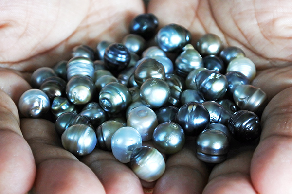 Learn how Fijian pearls are harvested on a tour of the J. Hunter Pearls farm. 