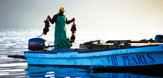 Cruise out to the J Hunter Pearl farm from Savusavu, Vanua Levu. 