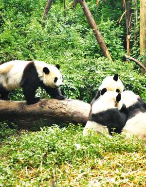 Chengdu Research Base of Giant Panda Breeding (or Chengdu Panda Base), which lies north of the city