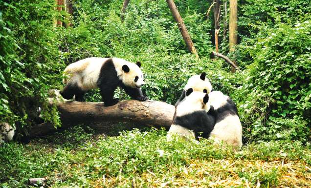 Chengdu Research Base of Giant Panda Breeding (or Chengdu Panda Base), which lies north of the city