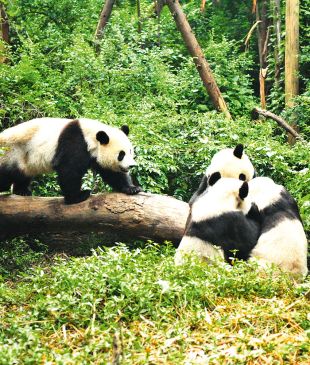 Chengdu: China’s happy capital