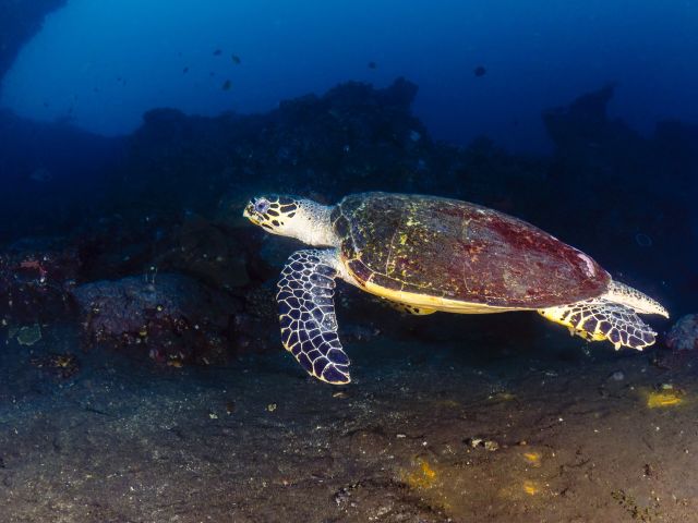 Hawksbill Turtle at USAT Liberty Wreck, Amed Bali