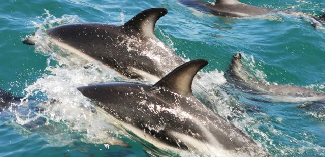 Swim with dusky dolphins near Kaikoura, New Zealand
