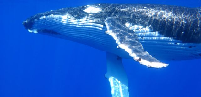 Swim with humpback whales in the warm, tropical waters around Tonga