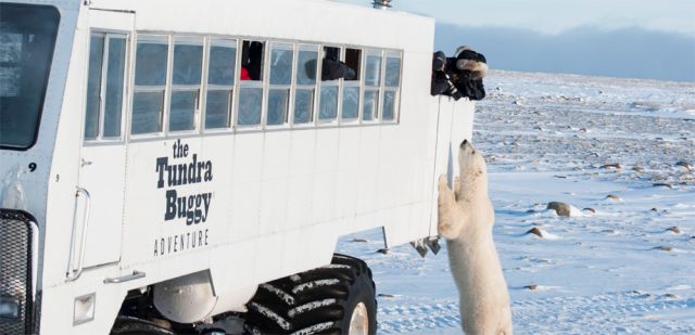 Come face-to-face with polar bears with Frontiers North Adventures and their Tundra Buggy