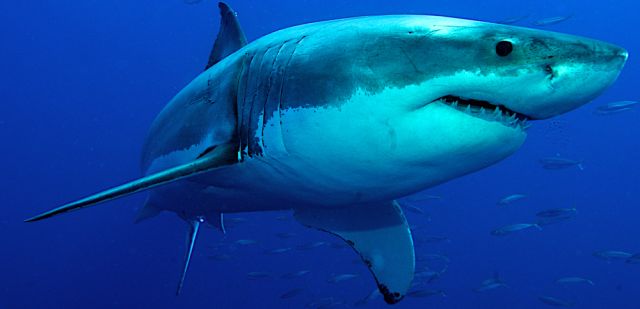 Cage diving with great white sharks off Cape Town, South Africa