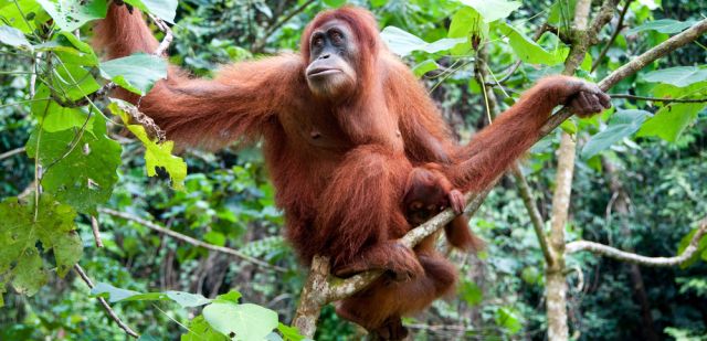 Meet orang-utans in jungles of Borneo and Sumatra with the The Orang-utan Projec