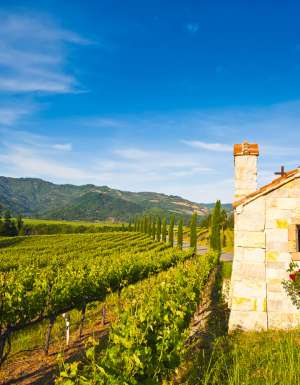 Welcome to California's wine country, Napa Valley.