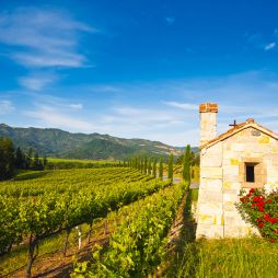 Welcome to California's wine country, Napa Valley.