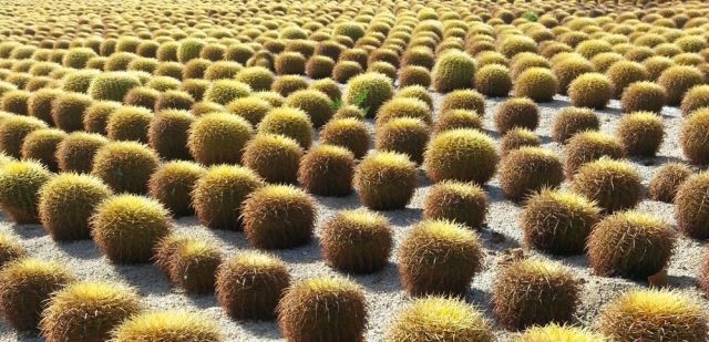Standard cactus tufts seen across Baja California Sur, Mexico