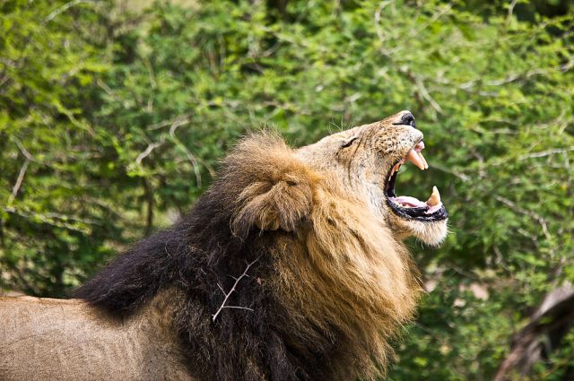 How to choose the best African safari for you