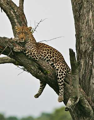 How to choose best African safari.