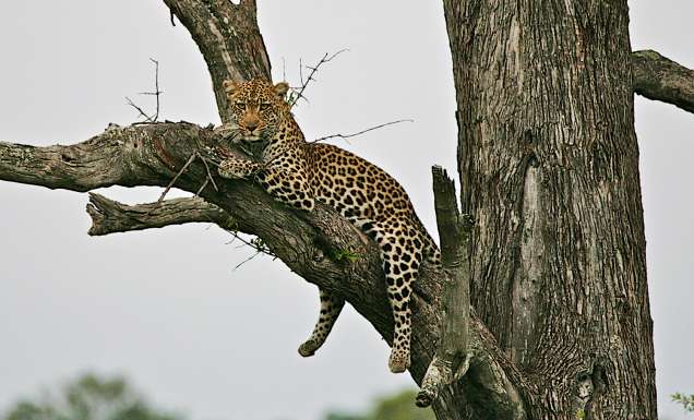 How to choose best African safari.
