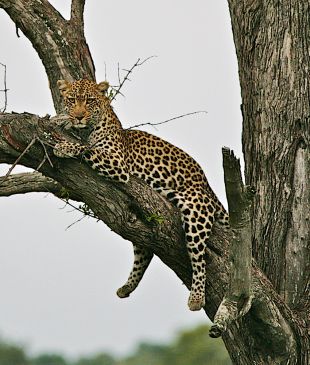 How to choose the best African safari for you