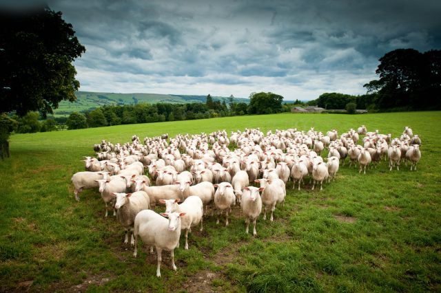 The ewes behind the award-winning ewes milk cheese made in Yorkshire, England.