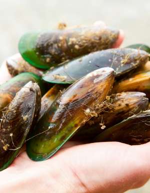 Anyone can snorkel and catch fresh clams, crayfish and paua of the Marlborough coast.
