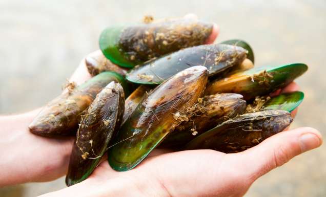 Anyone can snorkel and catch fresh clams, crayfish and paua of the Marlborough coast.