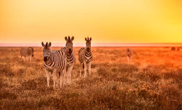 Zebras in the South African wilderness.