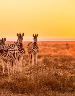 Zebras in the South African wilderness.