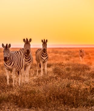 The magic of Africa at Sabi Sabi