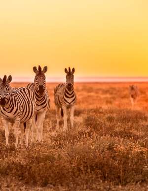 Zebras in the South African wilderness.