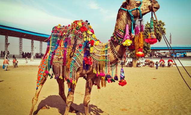Camel Wrestling Championship in the Aegean region, Turkey