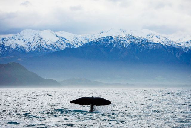 Whale watching in Kaikoura, NZ.
